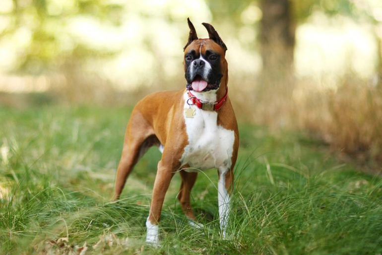 Boxer