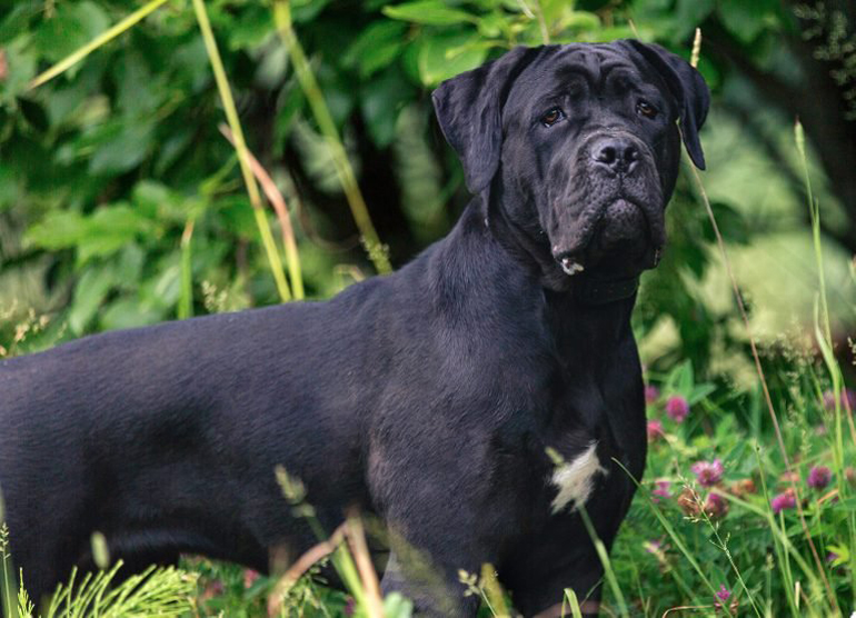 Cane Corso