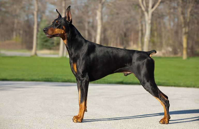 Doberman pinscher