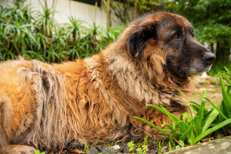 Estrela Mountain Dog