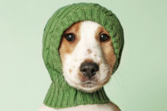 We love funny dogs!