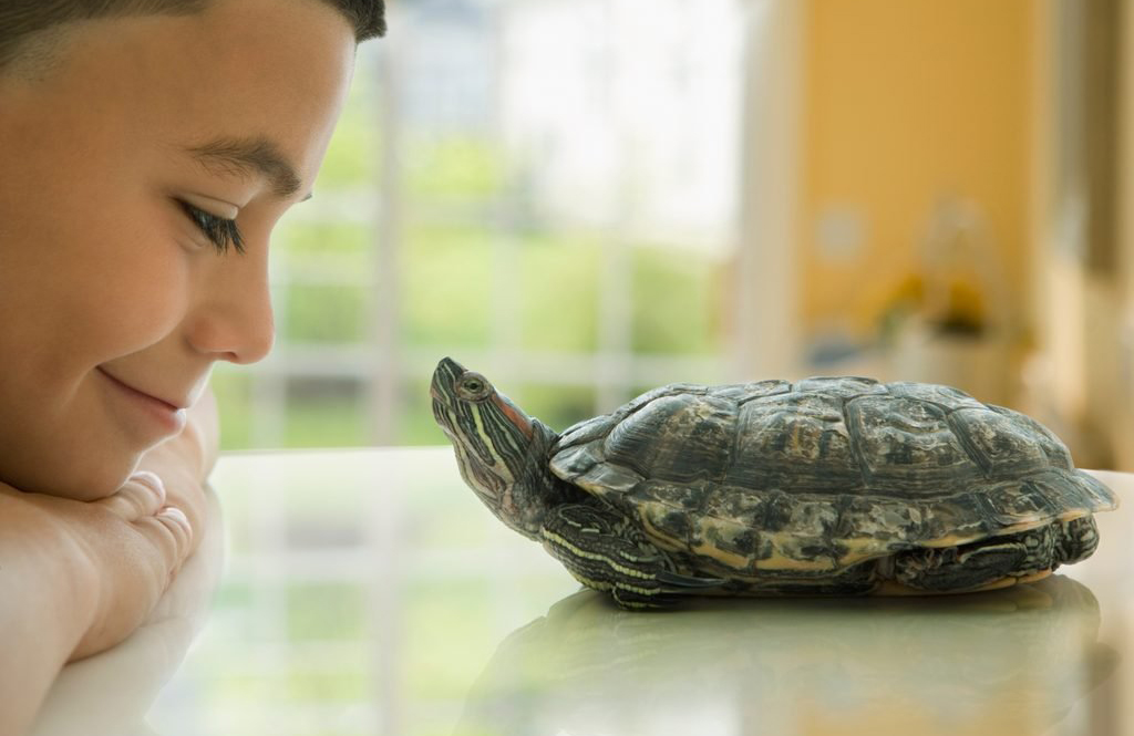 Save the turtles!