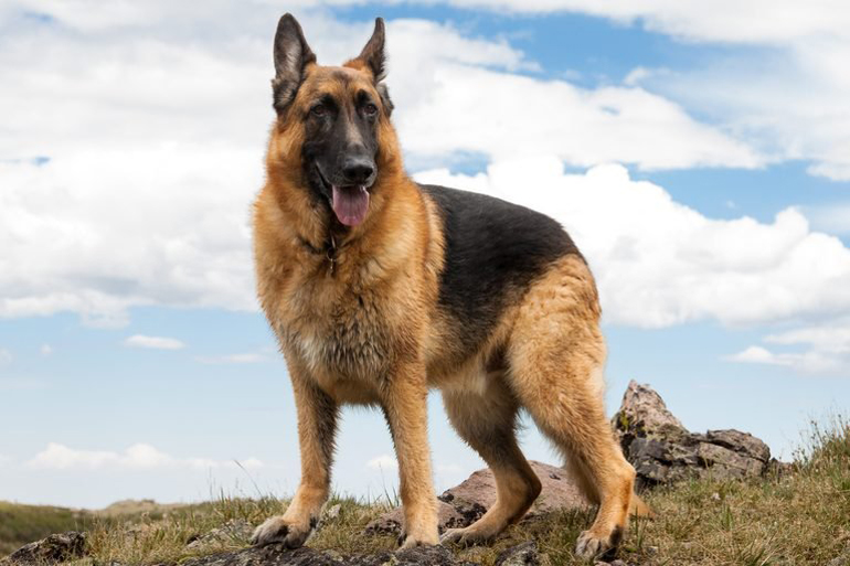German shepherd dog