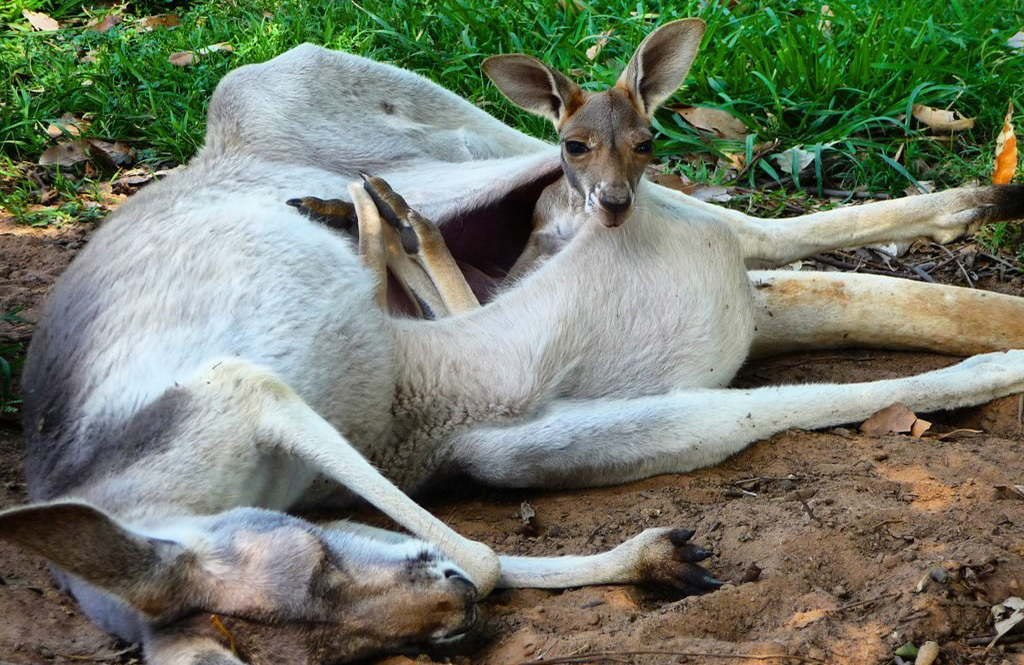 Kanga and Roo lied to us all