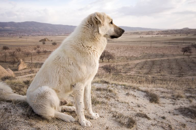 Anatolian shepherd