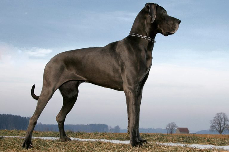 Great Dane