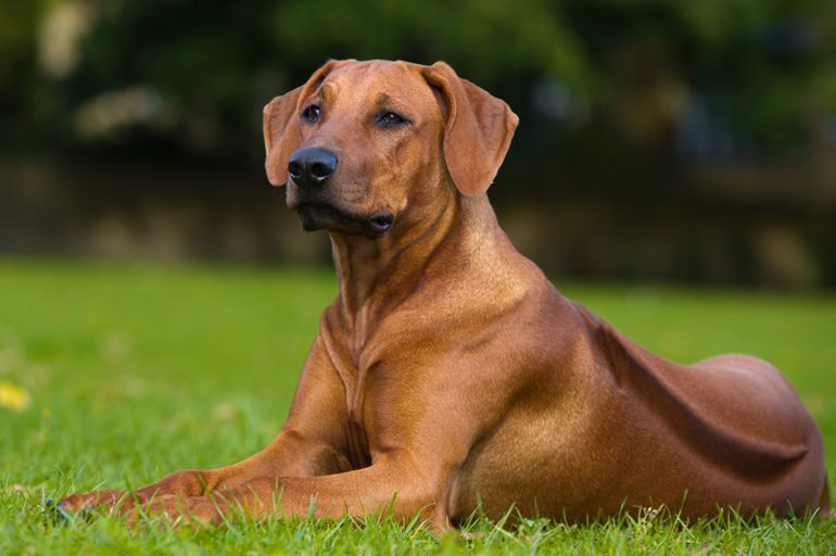 Rhodesian ridgeback