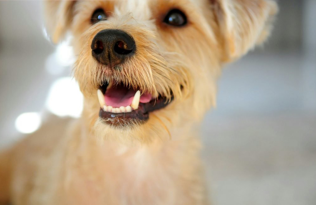 Is there a doggie tooth fairy?