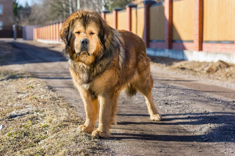 Tibetan mastiff