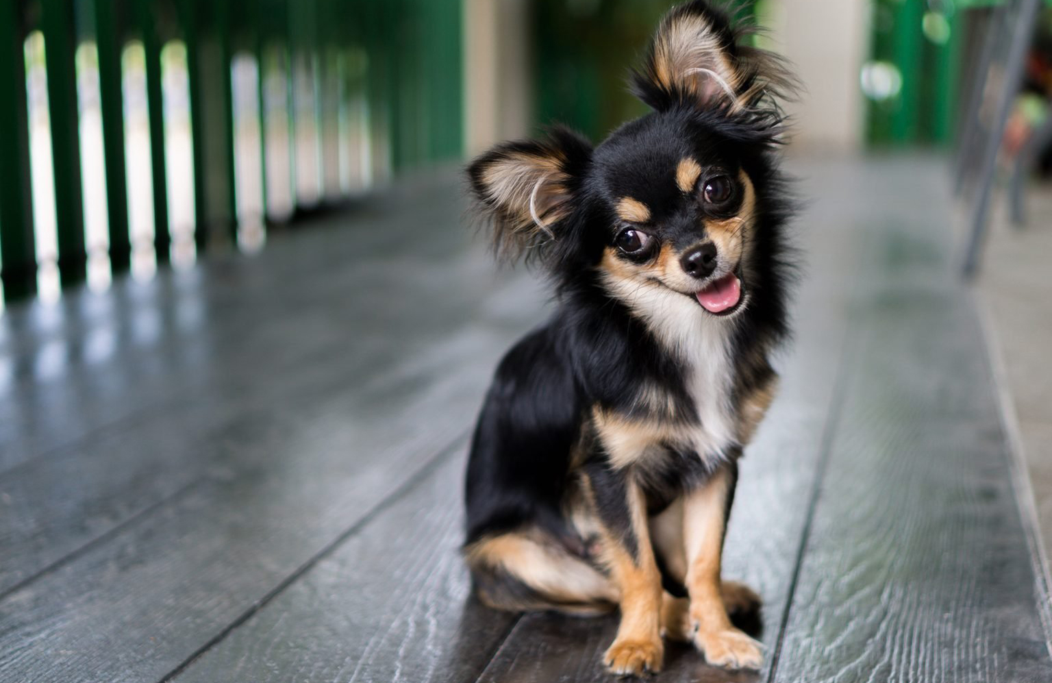 Toy dog lovers: Agreeable and conscientious