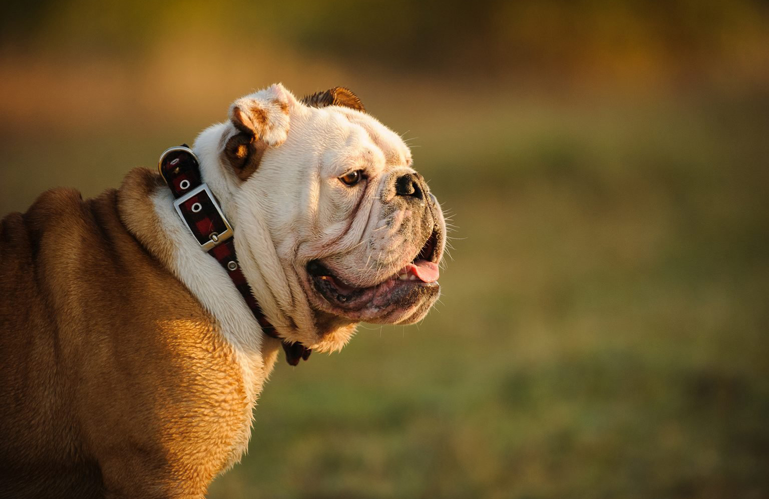 Bulldog lovers: Stubborn
