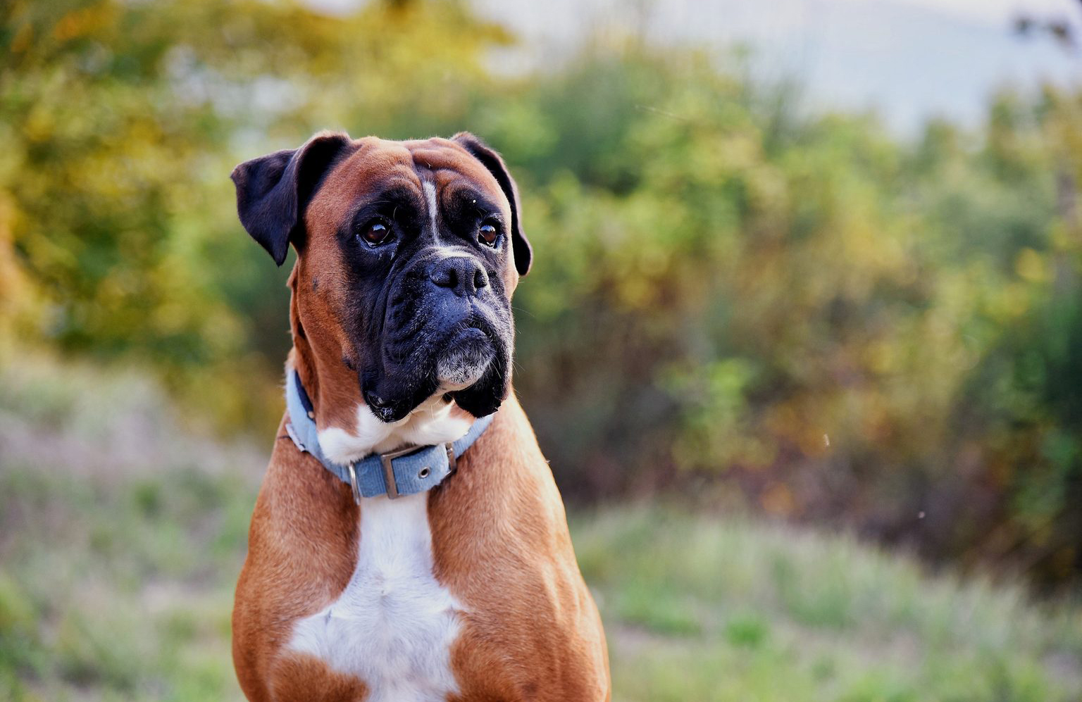 Boxer lovers: Entertaining