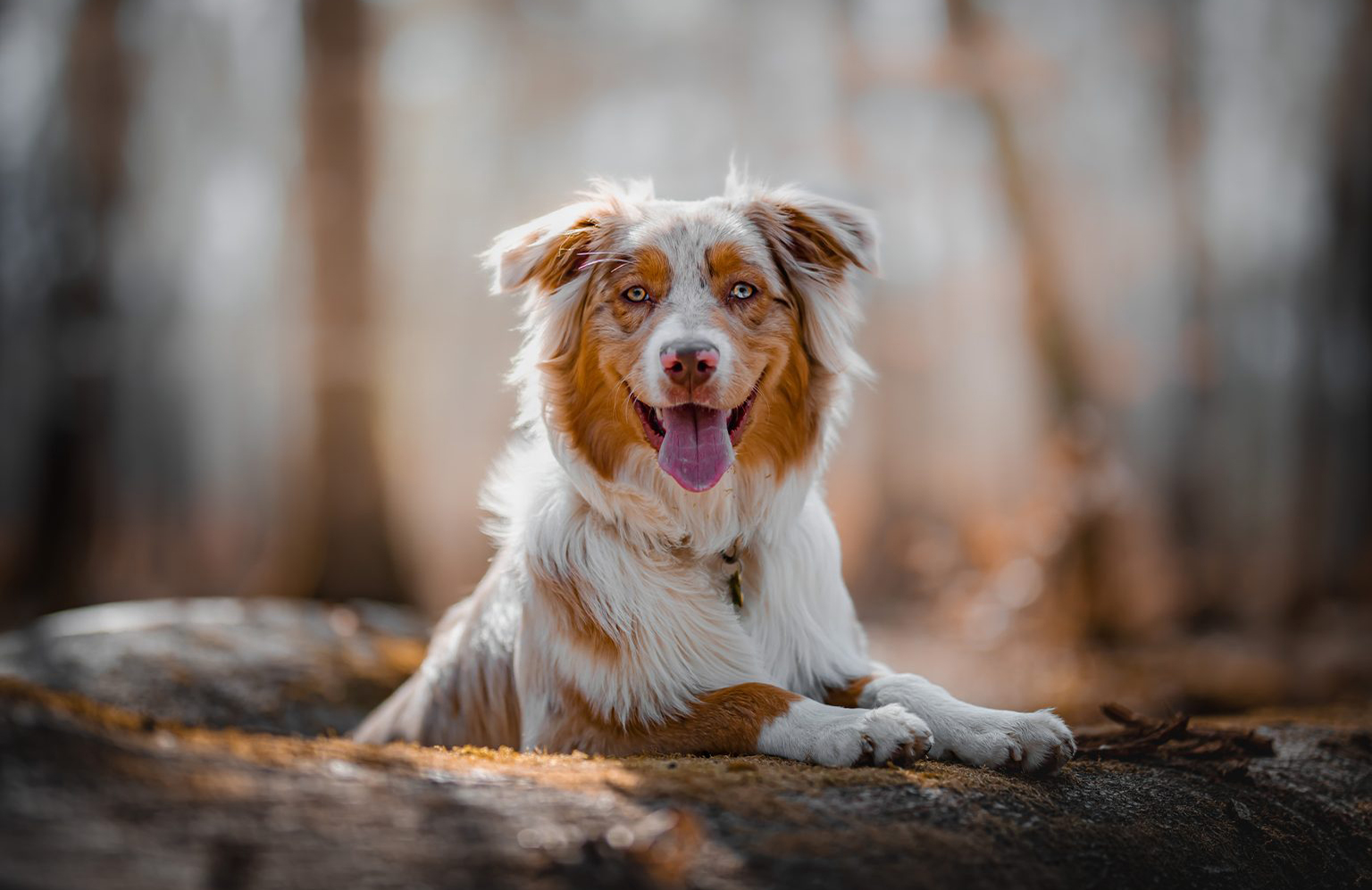 Australian shepherd lovers: Outdoorsy