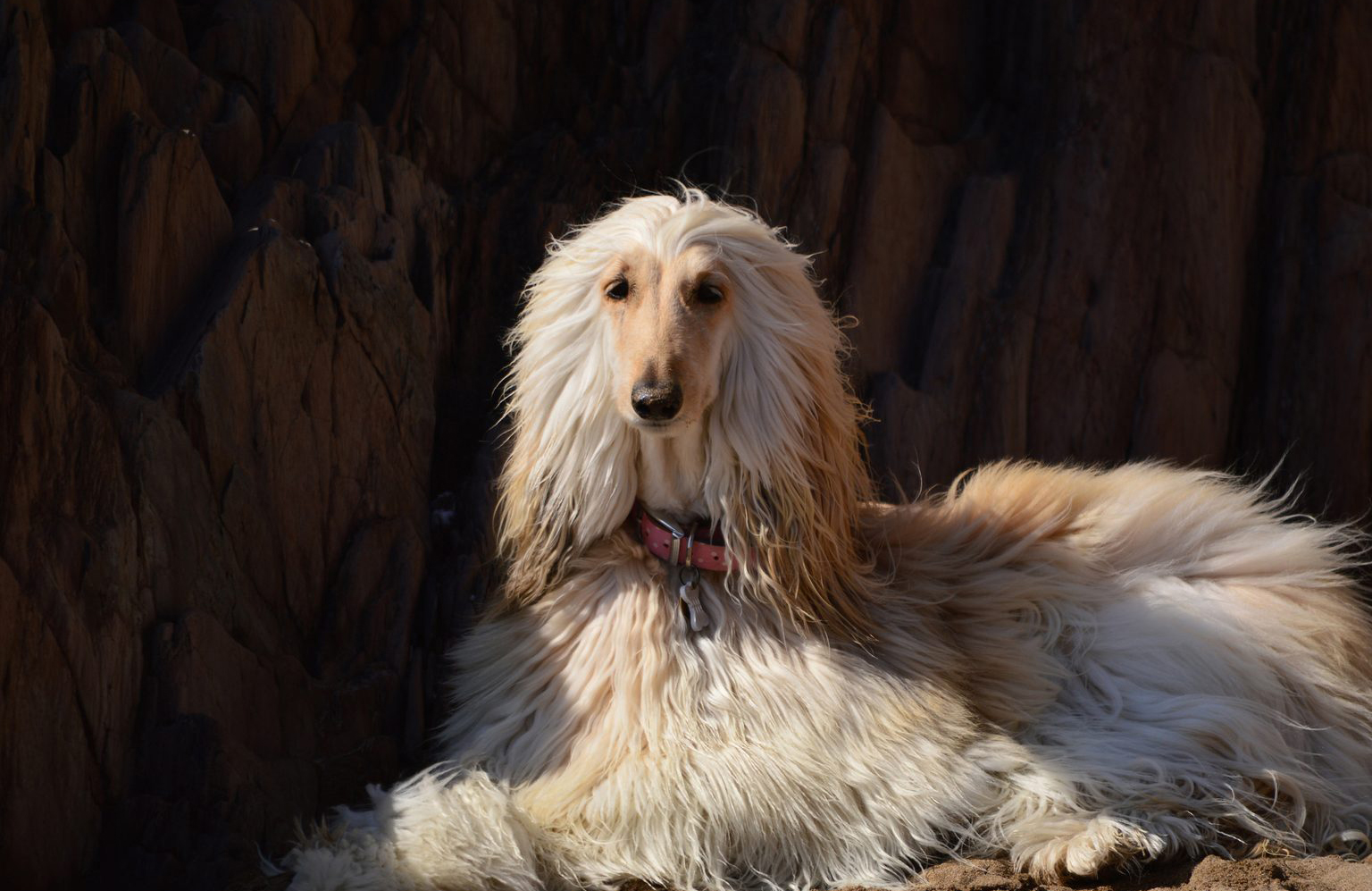 Afghan hound lovers: Elegant