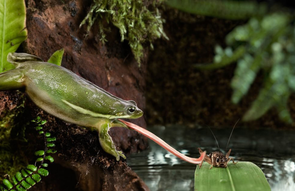 The Princess and the frog…tongue?