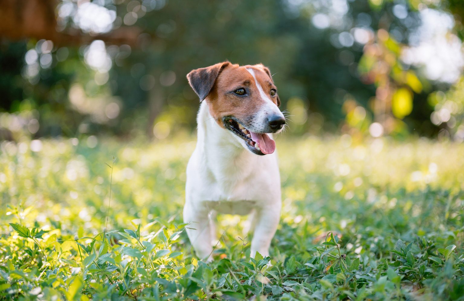 Terrier lovers: ???