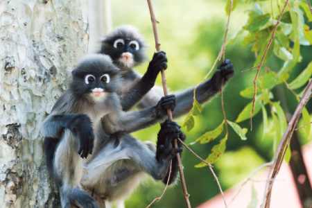 The monkey whisperer