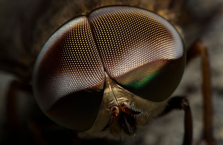 Why are people so afraid of spiders?
