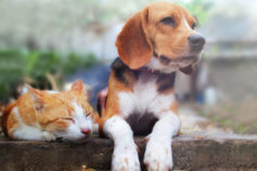 16 funny pet slang words you never realised existed