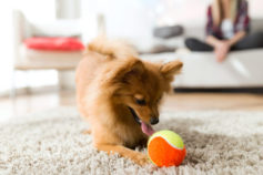 15 training secrets dog trainers won’t tell you for free