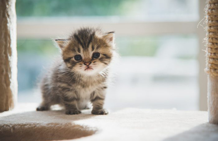 Smol