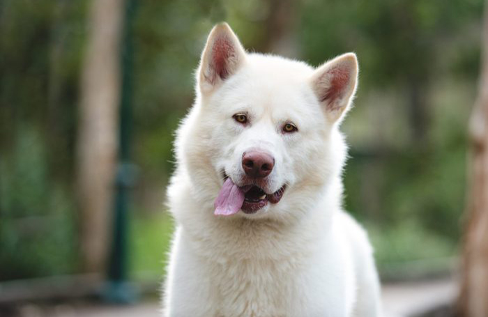 Derp