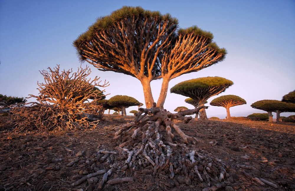 Socotra Island, Yemen