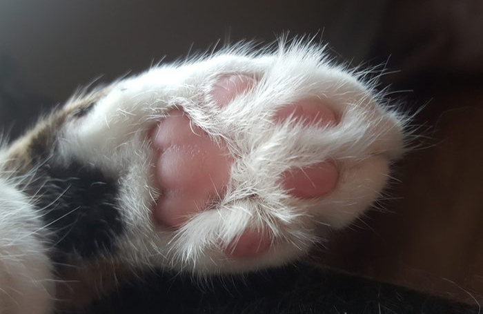 Toe beans