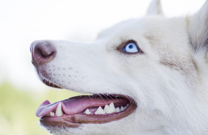Teef