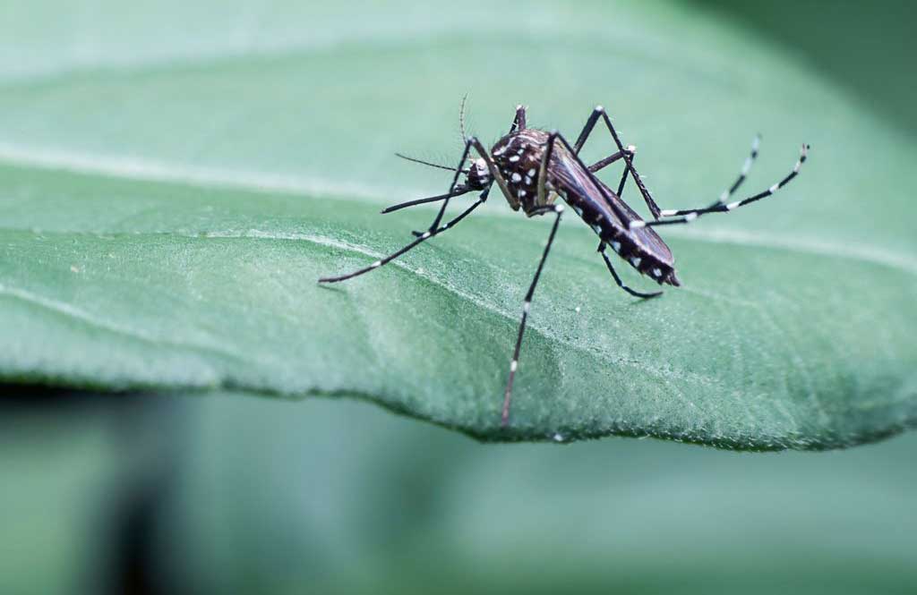 Keep away mosquitoes with garlic