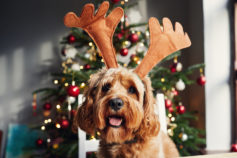 Christmas Memes that put the ho-ho-ho into the holidays
