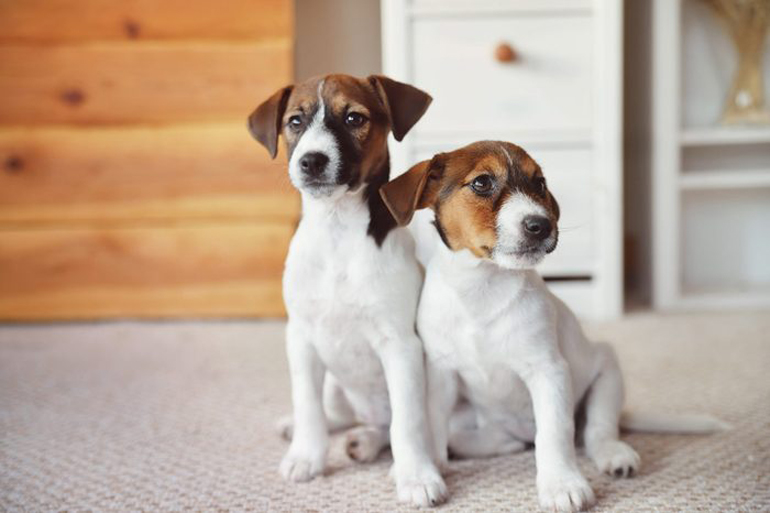 You don’t train your pet right away