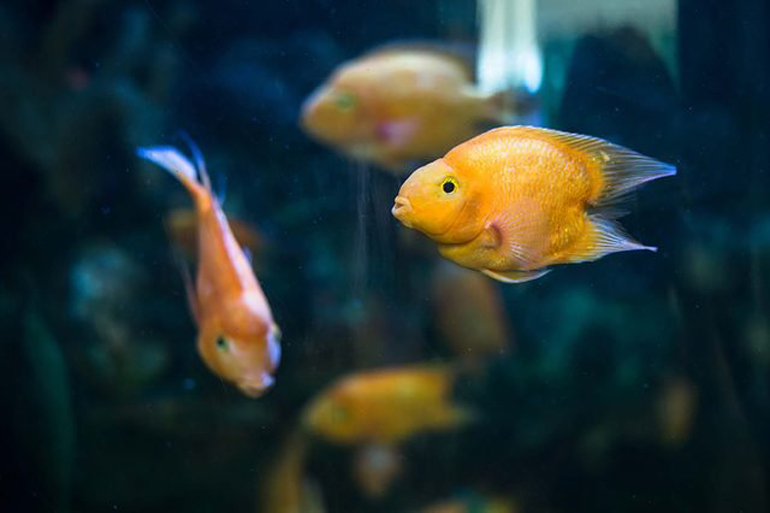 There’s more fish in the sea