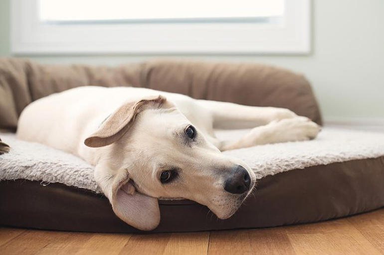 You think your pet is too old to be trained