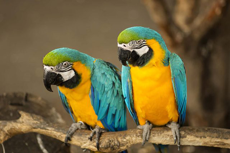 Birds of a feather don’t always flock together