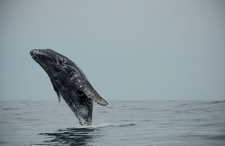 Uvita, Costa Rica