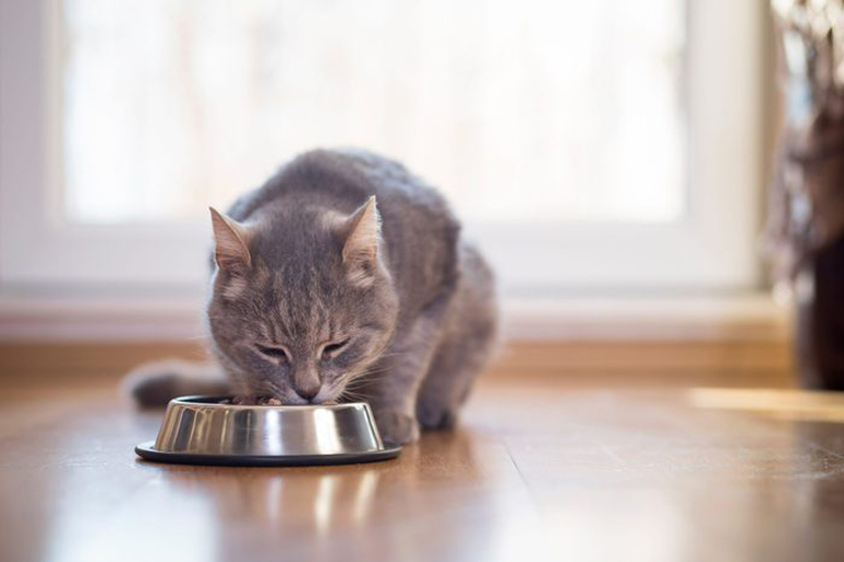 You overfeed your pet