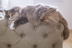10 things in your house that could be making you sick
