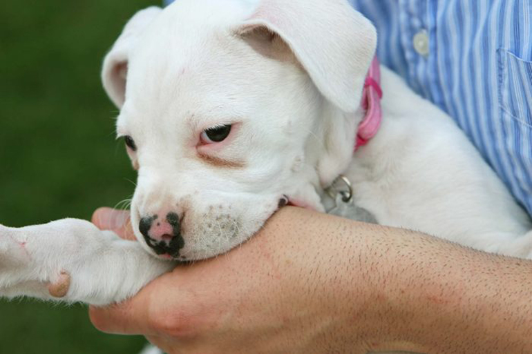You let your puppy or kitten bite you