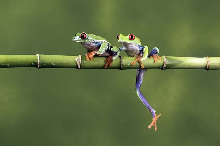 Housing herps
