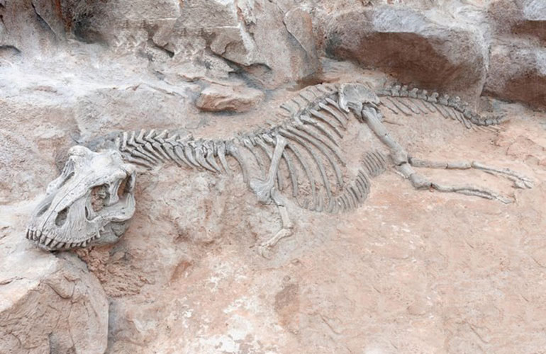 Dinosaur bones