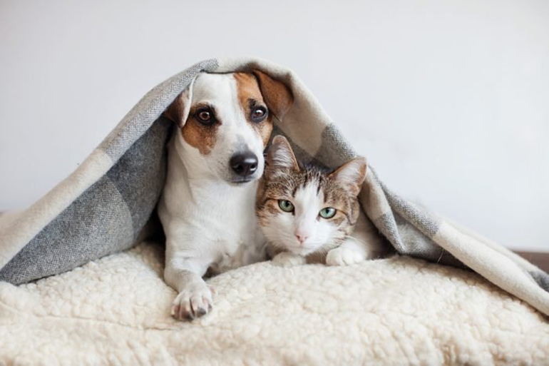 You don’t keep your pet warm in the cold