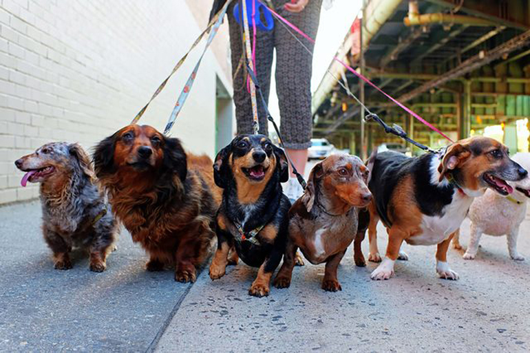 Building your pack