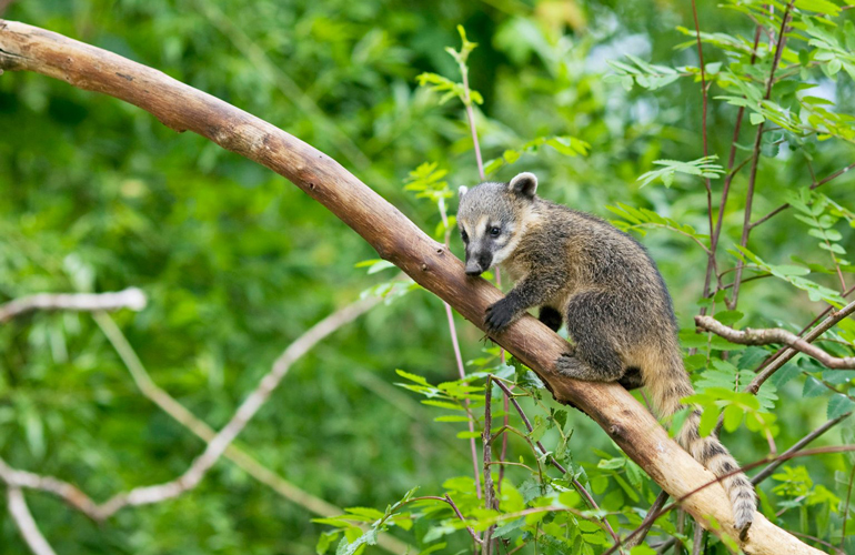 Coatimundi