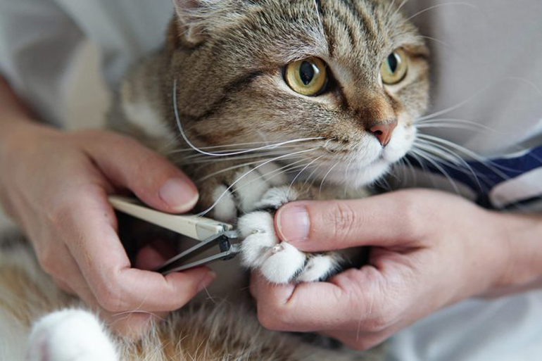 You don’t trim your pet’s nails regularly