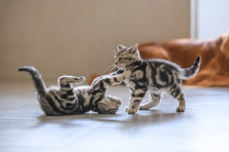 You don’t socialise them with other animals