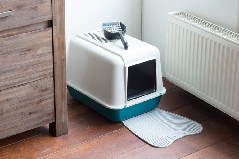 You assume that your cat knows how to use a litter box