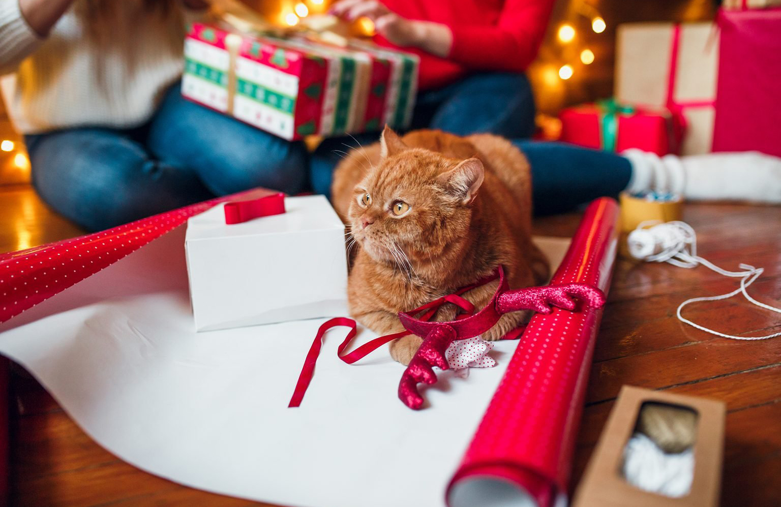 Holiday activities with your pet