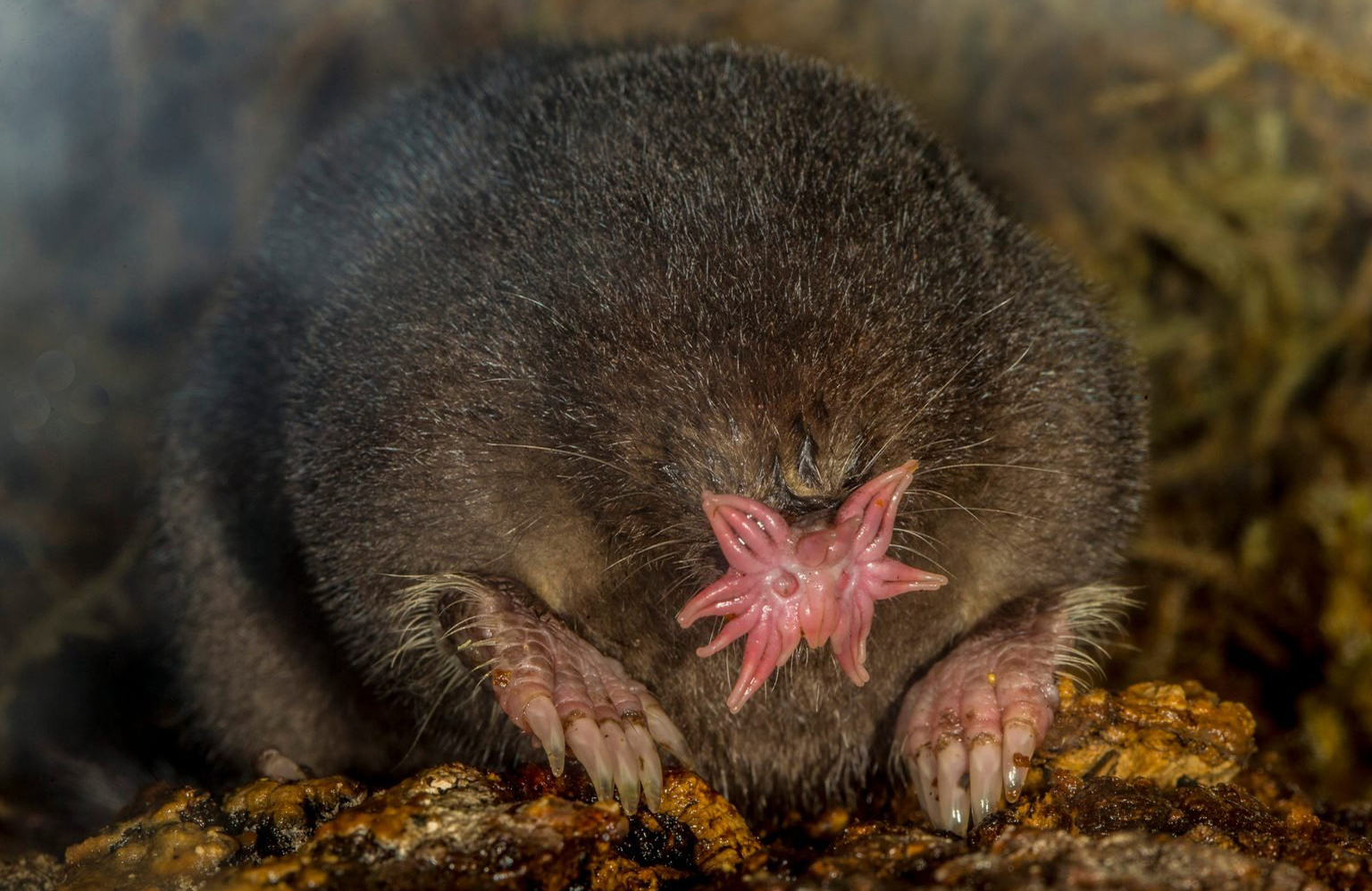 Star-nosed mole