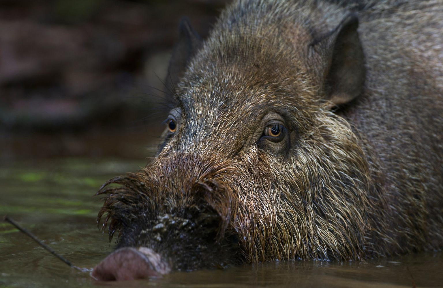 Bearded pig